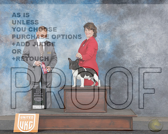 French Bulldog #1482 Sat BM BOW Judge Stan nFrench Bulldog #1482 Sat BM BOW Judge Stan n_WP_4528e-UDOG Longview TX Jan 31- Feb 2 2025-HR3