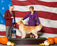 Retrievers Golden #10 Sat BOW Grennan Pauline Judge Mr Laurence J Libeu