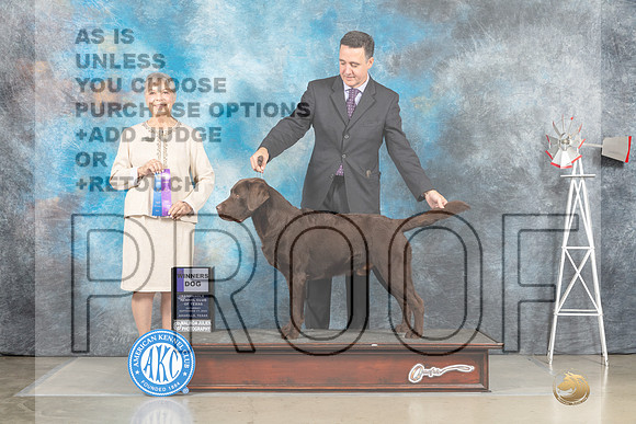 Labrador Retriever #17 Sat WD Judge Jill Warren -_MJ_4441e_Amarillo_2022-HR3