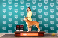 Carolina Dog #146 Fri Sat note