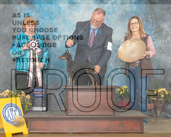 Toy Manchester Terrier #8 Sat RBIS Judge Betty Pollock-MMJ_1000-NWARK2022-HR3