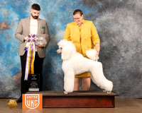 Poodle Std #181 Sat2 BIS Judge Kevin Izard-Carroll