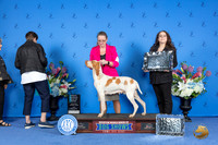 Bracco Italiano #6 FRI BISOH Judge Ann Yuhasz