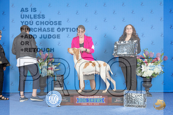 Bracco Italiano #6 FRI BISOH Judge Ann Yuhasz__JP_9505_Houston_2024_HR3