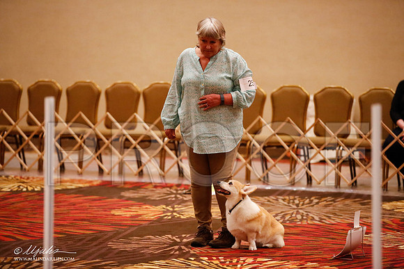 _JJ_7234-HstnCorgiFeb2015-HR3