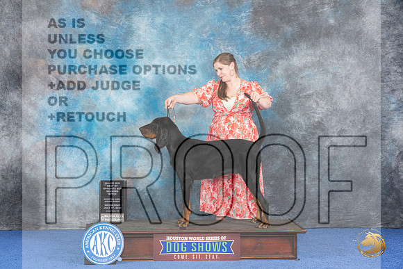 Black and Tan Coonhound #12 WED WB BOP M Judge Barbara Scherer__JP_6943_Houston_2024_HR3