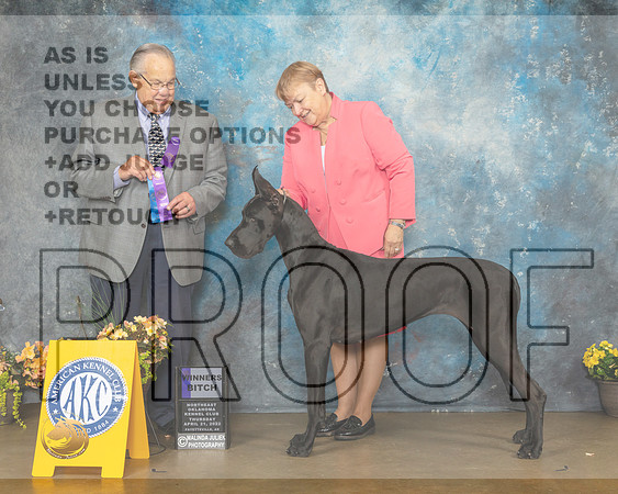 Great Dane #8 Thur WB Judge John Wade-MMJ_8596-NWARK2022-HR3