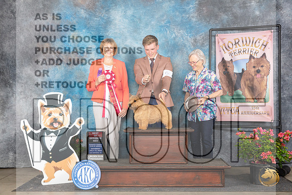 Norwich Terrier #33 SAt BOS Judge Cathy Thompson-Morgan__JP_5414_San Antonio_2024_HR3