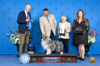 Shetland Sheepdog #23 SUN G1 Judge Jon Cole