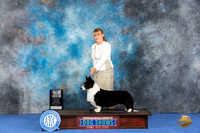 Cardigan Welsh Corgi #21 WED BOB Judge Jamie Hubbard