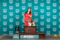 Cavalier King Charles Spaniel #784 Thur T10BOB Judge Sharon Griffin