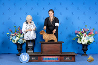 Norfolk Terrier #9 SUN G4 Judge Nancy Liebes