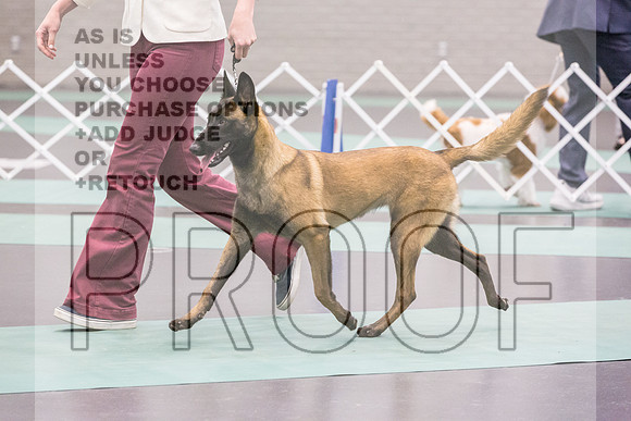 Belgian Malinois Rings Fri Ring 1_JJL_5987_UKCLNGVIEWOCT2024_2024_HR3
