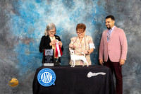 Chihuahua Smooth Coat #30 Fri1 BOS Judge Carol Pyrkosz