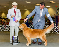 Retrievers Golden #17 Sat WD Herbert James Jean Agent Clint Livingston Judge Dr Dale D Simmons