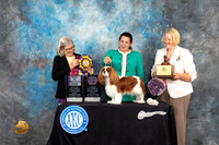 Cavalier King Charles Spaniel #8 Fri BISSOHBOB Judge Carol Pyrkosz