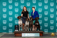 German Shorthaired Pointer #771 Wed BBE Judge Jeane Hegar