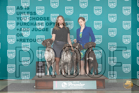 German Shorthaired Pointer #771 Wed BBE Judge Jeane Hegar__JP_2359_Premier_2024_HR3