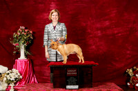 French Bulldog Sat G2 Lea Brimberry