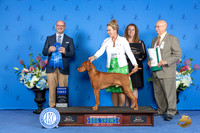 Vizsla #9 SUN G1Judge Jamie Hubbard