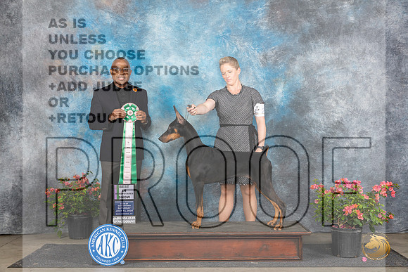 Doberman Pinscher #22 Sat BISS Judge Melvin Mobley __JP_4960_San Antonio_2024_HR3