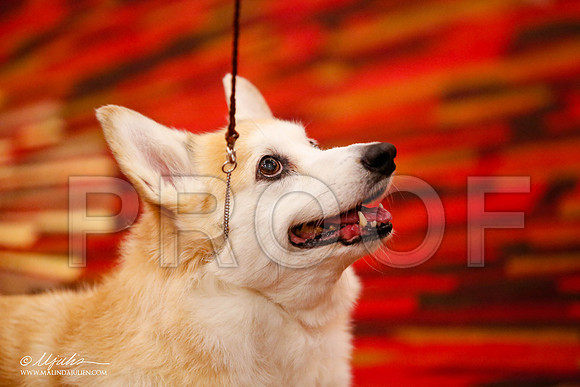 _JJ_0821-HstnCorgiFeb2015-HR3