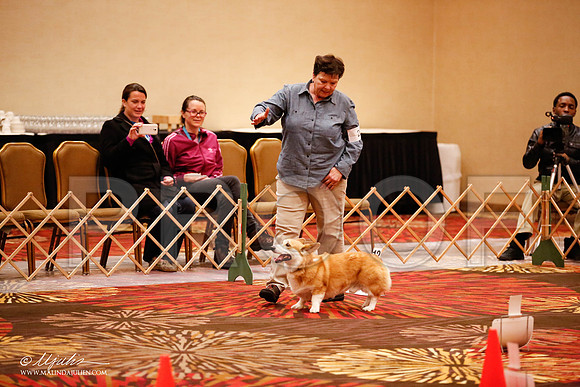 _JJ_7494-HstnCorgiFeb2015-HR3