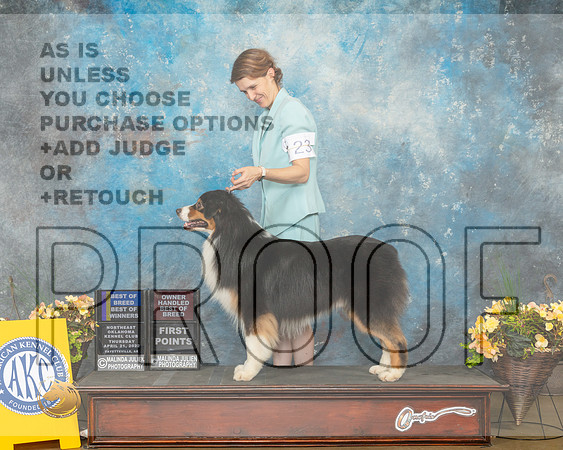 Australian Shepherd #23 Thurs BOBOHBOBBOW Judge John Wade-MMJ_8625-NWARK2022-HR3