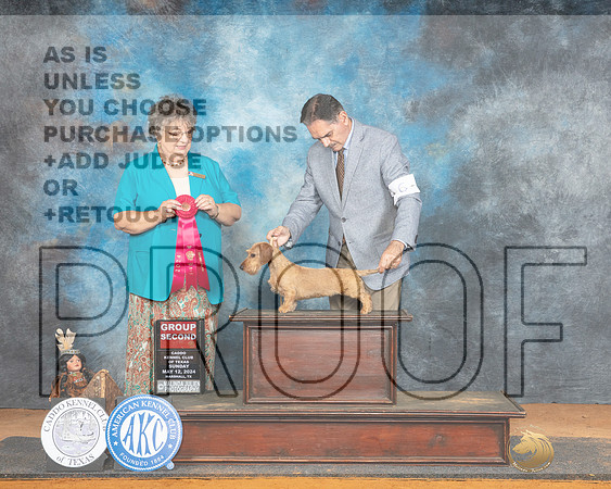 Dachshund Wirehaired #6 Sun G2 Judge Marilyn Pipes_JP_8840_Marshall_2024-HR3