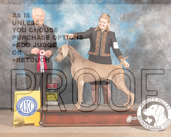 Weimaraner #9 Fri BOS Judge Carmen Battaglia-MMJ_8006-FW2022-HR3