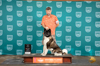Akita #423 Sat High In Trial Judge Sue Knowles