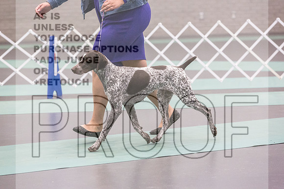 German Shorthaired Pointer Rings Fri Ring 1_JJL_5402_UKCLNGVIEWOCT2024_2024_HR3
