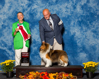 Shetland Sheepdogs #6 Sun G2 Karen Hannah K Paul Hannah Bella Thompson Judge Mrs Carolyn A Herbel