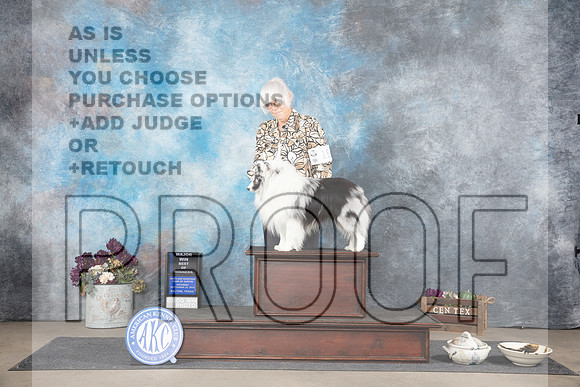 Shetland Sheepdog #15 WDBOW Sat Judge Sulie Greendale-Paveza__JP_7218_Belton_2024_HR3