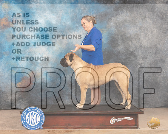 Bullmastiff #? FW WB-MMJ_3644-Abilene2022-HR3