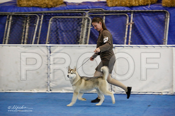 _M3_9331-AddisonHuskyMar2015-HR3