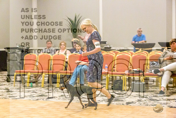 Manchester Terrier MTOY Candids-JJL_2036-Hstn2022_HR3