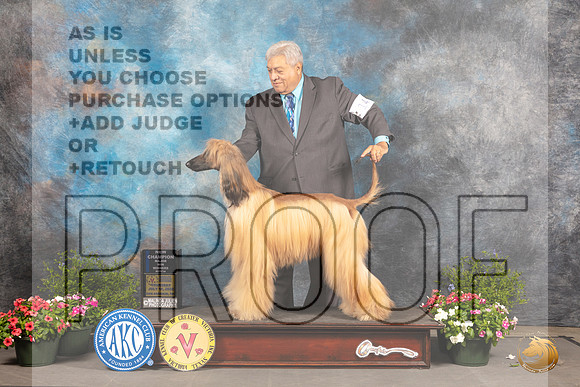 Afghan Hound #14 WBCh Judge Debra Thornton_MJ_0008_SA_2022_HR3