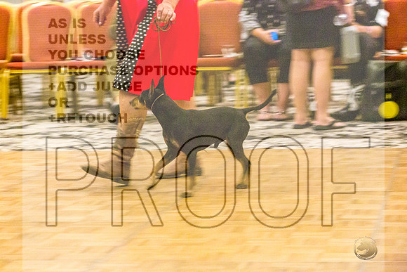 Manchester Terrier MTOY Candids-JJL_2216-Hstn2022_HR3