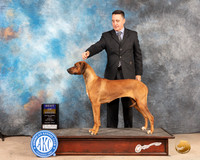 Rhodesian Ridgeback #16 Sun BOB Judge Thomson Standfield Jr