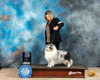 Shetland Sheepdog #9 Fri WD Judge Eric Liebes