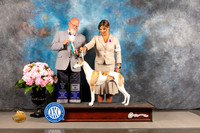 Whippet #15 FRI BW Major Judge Jeffery Bazell