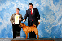 Chinese Shar Pei #5 Sun G3