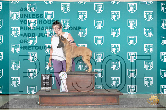 Belgian Shepherd #110 Wed NP Judge Nikki Swapp__JP_0574_Premier_2024_HR3