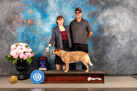 Australian Cattle Dog #6 FRI BOW NCH Judge?