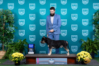 American Bully #134 Sat G1