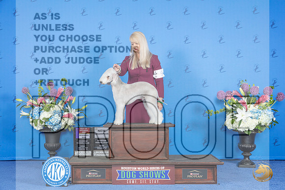 Bedlington Terrier #9 FRI BOS Judge Joao Machado__JP_9205_Houston_2024_HR3