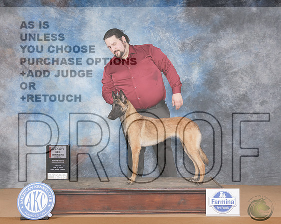 Belgian Malinois #8 Fri WB BOS Judge Joan Liebes r_WP_9909-NRKC2025-HR3