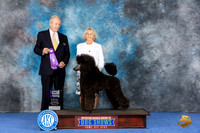 Poodle Standard #32 WED WBM Judge James Moses