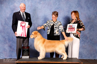 Golden Retriever #68 BOS +A2